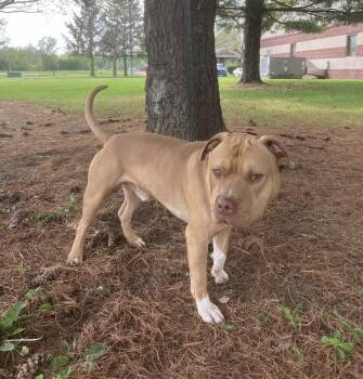 Pit Bull Terrier Dogs Available for Adoption in Springfield, Illinois - Conor | PetCurious