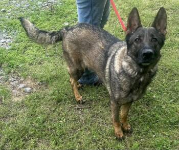 German Shepherd Dog Dogs Available for Adoption in Wetumpka, Alabama - 260538  Abbi | PetCurious
