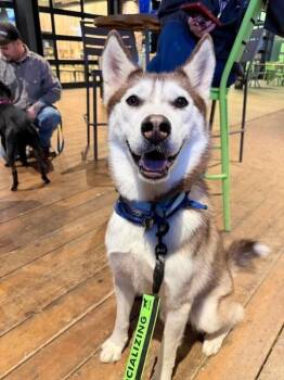 Alaskan Malamute and Husky Dogs Available for Adoption - Midnight Dreamboatqc | PetCurious