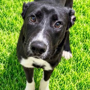 Nemo -  Black Labrador Retriever Dog for Adoption in Battle Creek, Michigan - Nemo | PetCurious