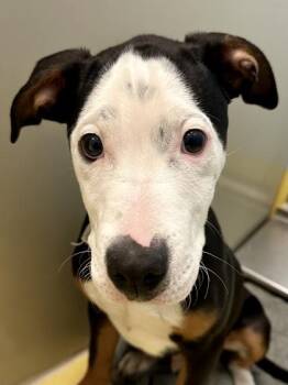 Mixed Breed Dogs Available for Adoption - Schnitzel | PetCurious