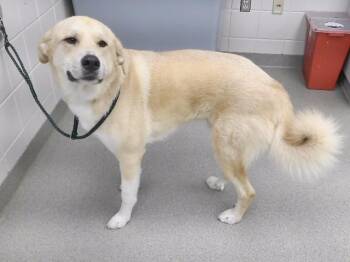 COSMO -  Labrador Retriever and Great Pyrenees Dog for Adoption in Omaha, Nebraska - COSMO | PetCurious
