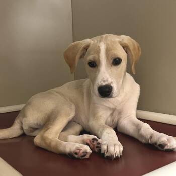 Labrador Retriever Dogs Available for Adoption in Las Vegas, Nevada - Galway 53645 | PetCurious