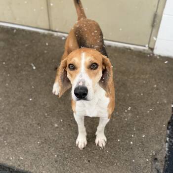 Hound Dogs Available for Adoption - JOSEPHINE | PetCurious