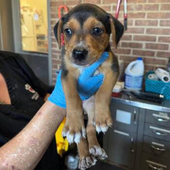 Fred -  Hound and Mixed Breed Dog for Adoption in Birmingham, Alabama - Fred | PetCurious