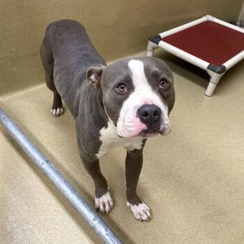Jupiter -  Pit Bull Terrier Dog for Adoption in Monroe, Georgia - Jupiter | PetCurious