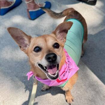 Missy -  Chihuahua Dog for Adoption - Missy | PetCurious