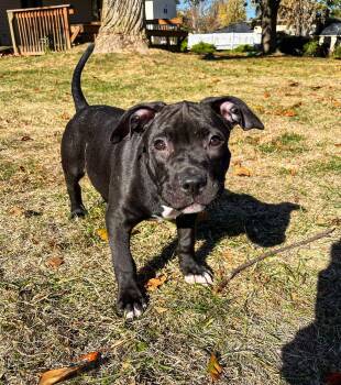 Rescue Labrador Retriever and Mixed Breed Dogs for Adoption in Springfield, Illinois - Howard (in A FOSTER Home) | PetCurious