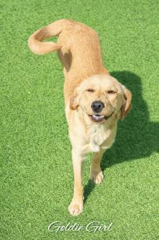 Labrador Retriever and Dachshund Dogs Available for Adoption - Goldie Girl  | PetCurious