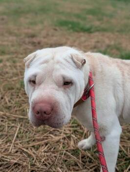 Shar Pei Dogs Available for Adoption in Cameron, North Carolina - Zeus | PetCurious