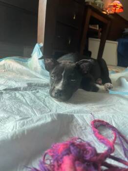Marla -  Mixed Breed Dog for Adoption in Auburn, Indiana - Marla | PetCurious