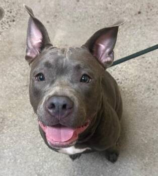 Palehua -  Mixed Breed Dog for Adoption in Honolulu, Hawaii - Palehua | PetCurious