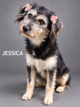 Jessica -  Terrier Dog for Adoption in Lucas, Texas - Jessica | PetCurious