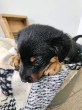 Sage $550 -  Chihuahua and Dachshund Dog for Adoption in West Milwaukee, Wisconsin - Sage $550 | PetCurious