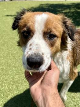 Mixed Breed Dogs Available for Adoption in Wichita, Kansas - Midwest Princess | PetCurious