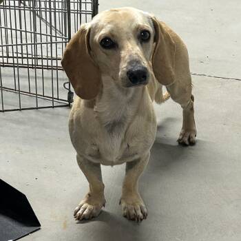 Dachshund Dogs Available for Adoption - Jellybean | PetCurious