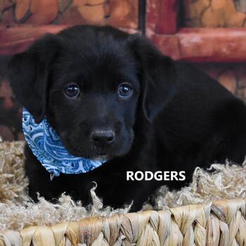 Mixed Breed Dogs Available for Adoption in Yuma, Arizona - Rodgers | PetCurious