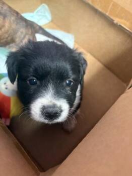 Border Collie and Mixed Breed Dogs Available for Adoption in El Paso, Texas - 60961330 | PetCurious