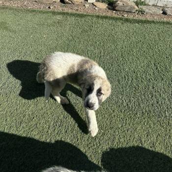 Great Pyrenees Dogs Available for Adoption - Pyrenees Puppy | PetCurious