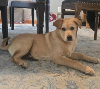 Golden Retriever and Great Pyrenees Dogs Available for Adoption in Brooklyn Center, Minnesota - Lane | PetCurious