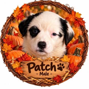 Pumpkin Patch Pups : Patch -  Australian Shepherd Dog for Adoption in Aurora, Indiana - Pumpkin Patch Pups : Patch | PetCurious