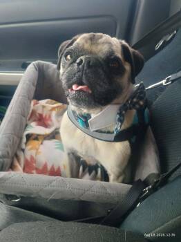 Roy -  Pug Dog for Adoption in Severance, Colorado - Roy | PetCurious