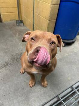 Rescue Pit Bull Terrier Dogs for Adoption in Stockton, California - CHICKEN LITTLE | PetCurious