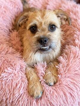 Juno -  Brussels Griffon Dog for Adoption in Rockwall, Texas - Juno | PetCurious