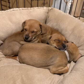 Mocha (orange collar) -  Mixed Breed Dog for Adoption in Winston-salem, North Carolina - Mocha (orange Collar) | PetCurious