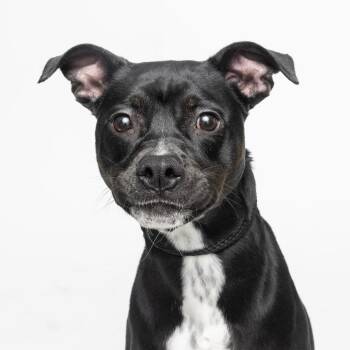 Daisy -  Mixed Breed Dog for Adoption in Franklin, Tennessee - Daisy | PetCurious