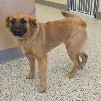 Mixed Breed Dogs Available for Adoption - Daisy | PetCurious