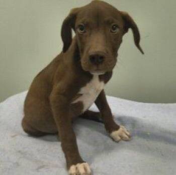 Steve Rodgers -  Mixed Breed Dog for Adoption in Westland, Michigan - Steve Rodgers | PetCurious