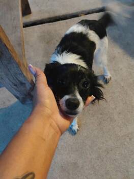 Terrier and Chihuahua Dogs Available for Adoption - Mister | PetCurious