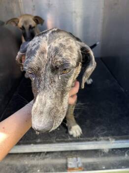 Dachshund Dogs Available for Adoption in Pearland, Texas - WINKY | PetCurious