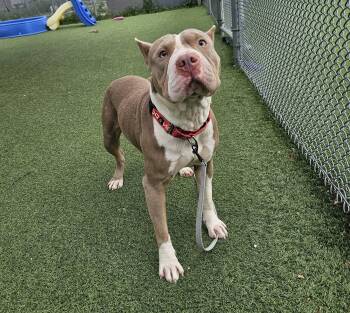 Ripley -  Shar Pei and Pit Bull Terrier Dog for Adoption in Cleveland, Ohio - Ripley | PetCurious