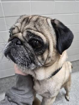 DOGTOR -  Pug and Mixed Breed Dog for Adoption in Omaha, Nebraska - DOGTOR | PetCurious