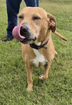 Rescue Labrador Retriever Dogs for Adoption in Larned, Kansas - Goldie | PetCurious
