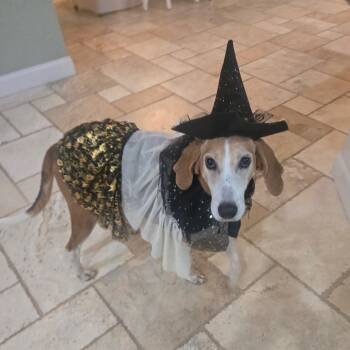 Rescue Foxhound Dogs for Adoption in Summerville, South Carolina - Buttercup @ Foster | PetCurious