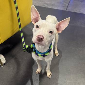 Luke -  Pit Bull Terrier Dog for Adoption in Philadelphia, Pennsylvania - Luke | PetCurious