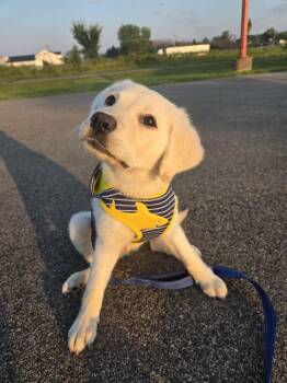 Sky -  Labrador Retriever Dog for Adoption in Blaine, Minnesota - Sky | PetCurious