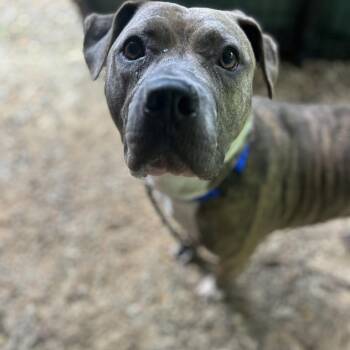 Brandi -  Mixed Breed Dog for Adoption in Asheville, North Carolina - Brandi | PetCurious
