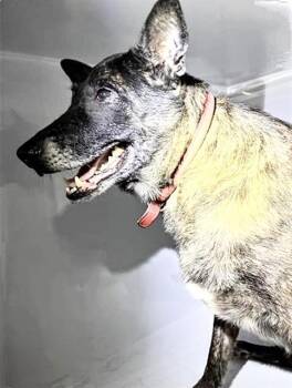 COOKIE -  Belgian Shepherd Malinois and Mixed Breed Dog for Adoption in Houston, Texas - COOKIE | PetCurious
