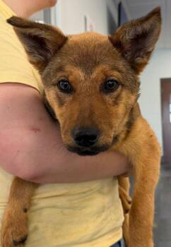 Shepherd Dogs Available for Adoption - 26-126 Chessy | PetCurious