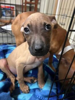 Terrier Dogs Available for Adoption - Mary | PetCurious