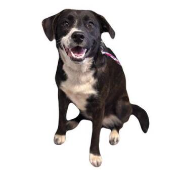 Edna -  Border Collie Dog for Adoption in Red Bluff, California - Edna | PetCurious