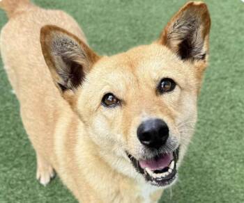 Rescue Jindo Dogs for Adoption in San Ramon, California - Yeona | PetCurious