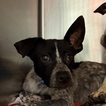 Pepper -  Mixed Breed Dog for Adoption in Chattanooga, Tennessee - Pepper | PetCurious