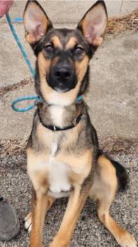 Koda -  German Shepherd Dog and Mixed Breed Dog for Adoption in Homewood, Illinois - Koda | PetCurious