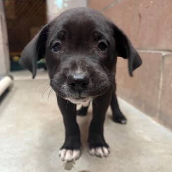 Bijou -  English Bulldog and Pit Bull Terrier Dog for Adoption in Goleta, California - Bijou | PetCurious