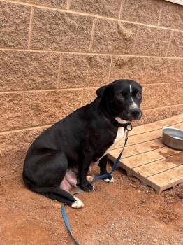Mixed Breed Dogs Available for Adoption in Hobbs, New Mexico - Melody | PetCurious
